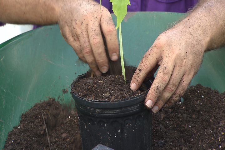 Use compost to replenish your potting soil